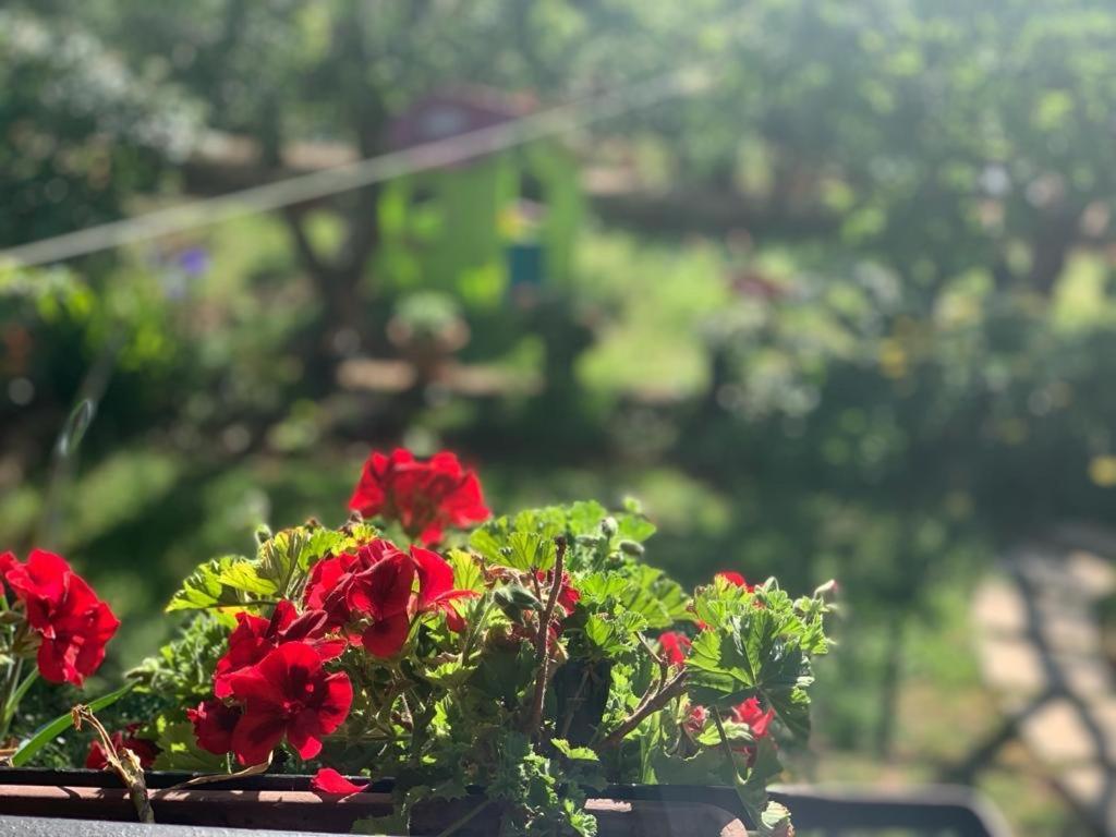 Apartman Dalija Vinkuran Exterior foto